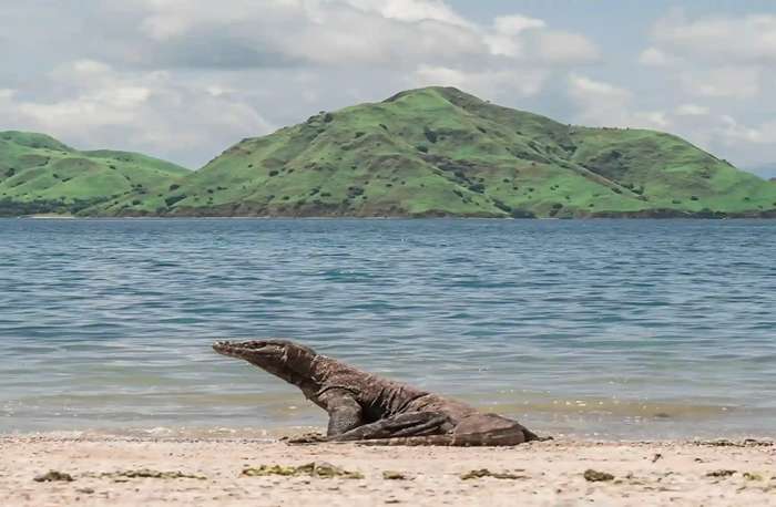 Komodo Island, Indonesia