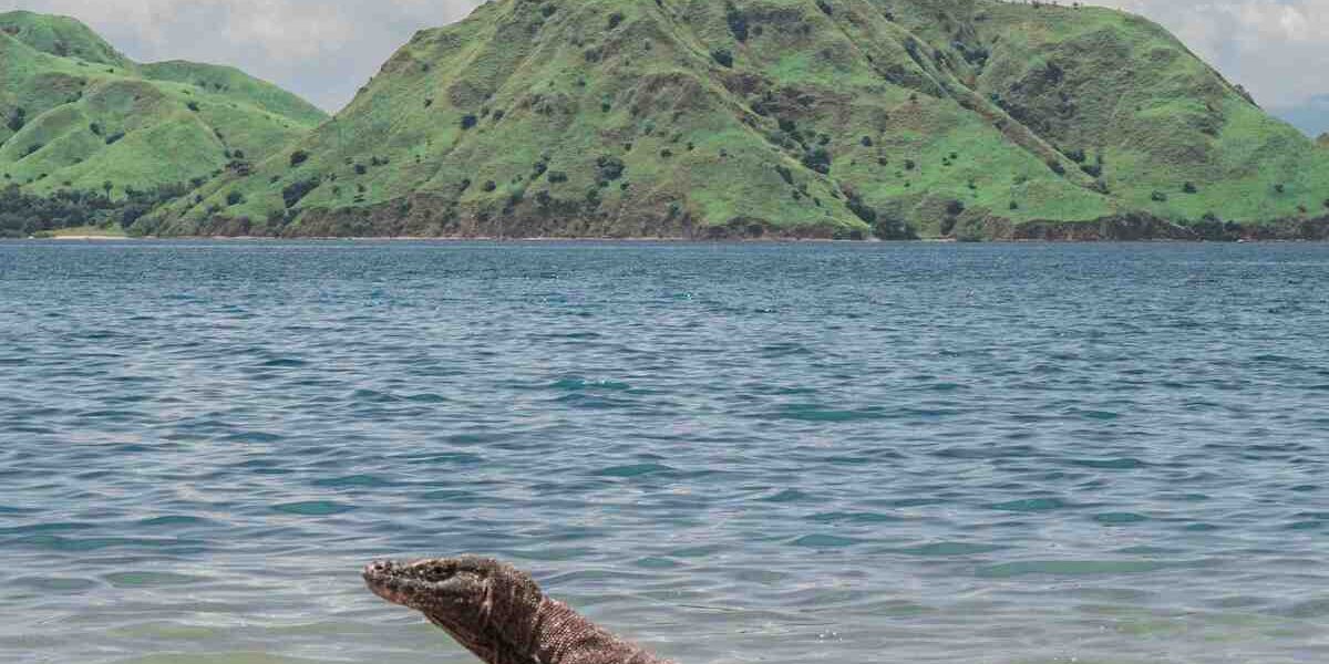 Komodo