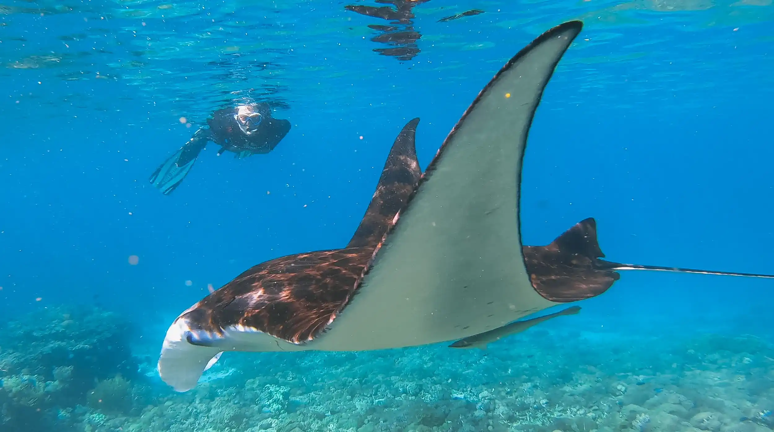 Diving | Komodo National Park | Komodo Luxury