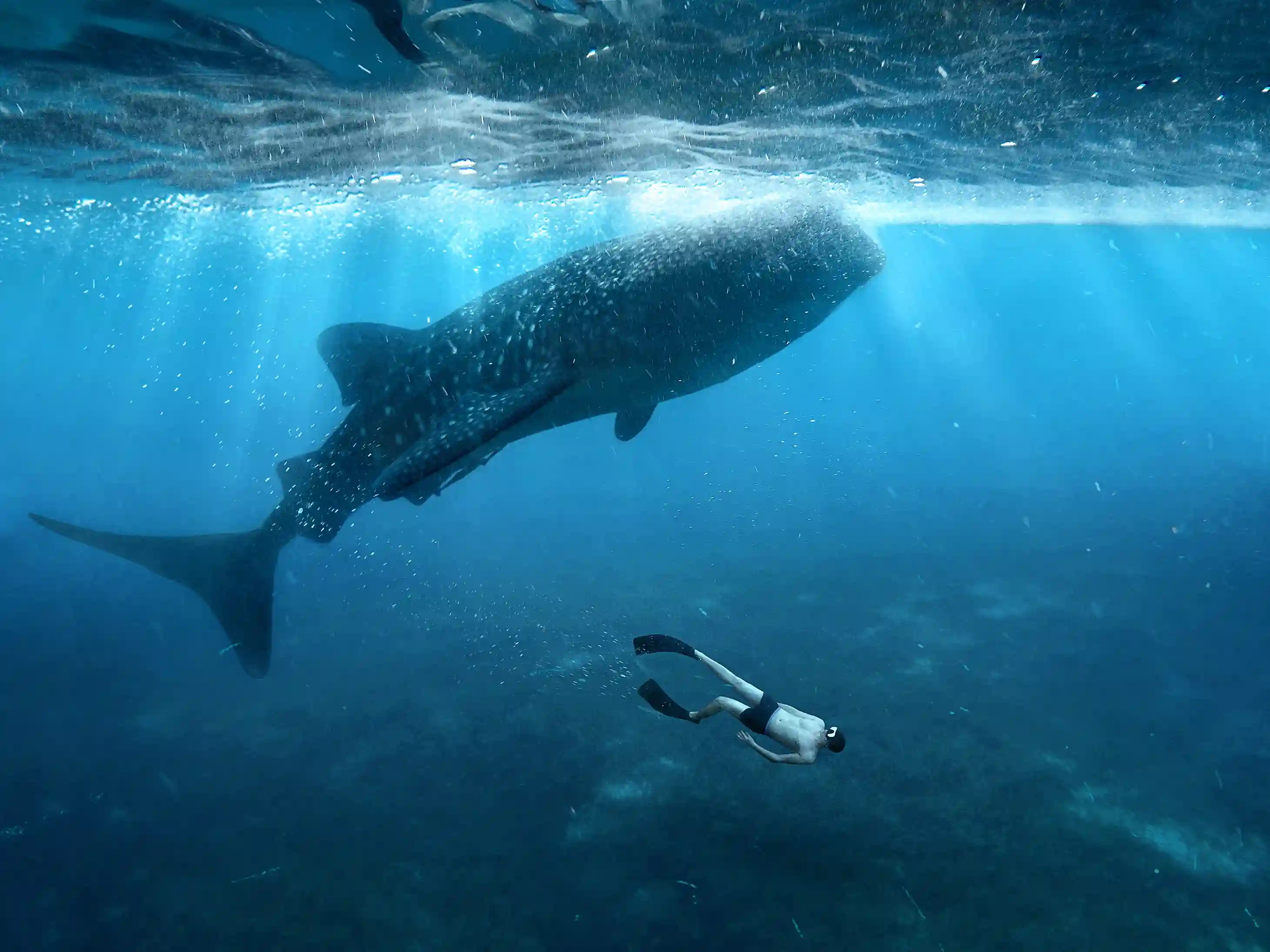 Komodo to Sumbawa Tour | Komodo National Park, Komodo Island, Labuan Bajo | Komodo Luxury