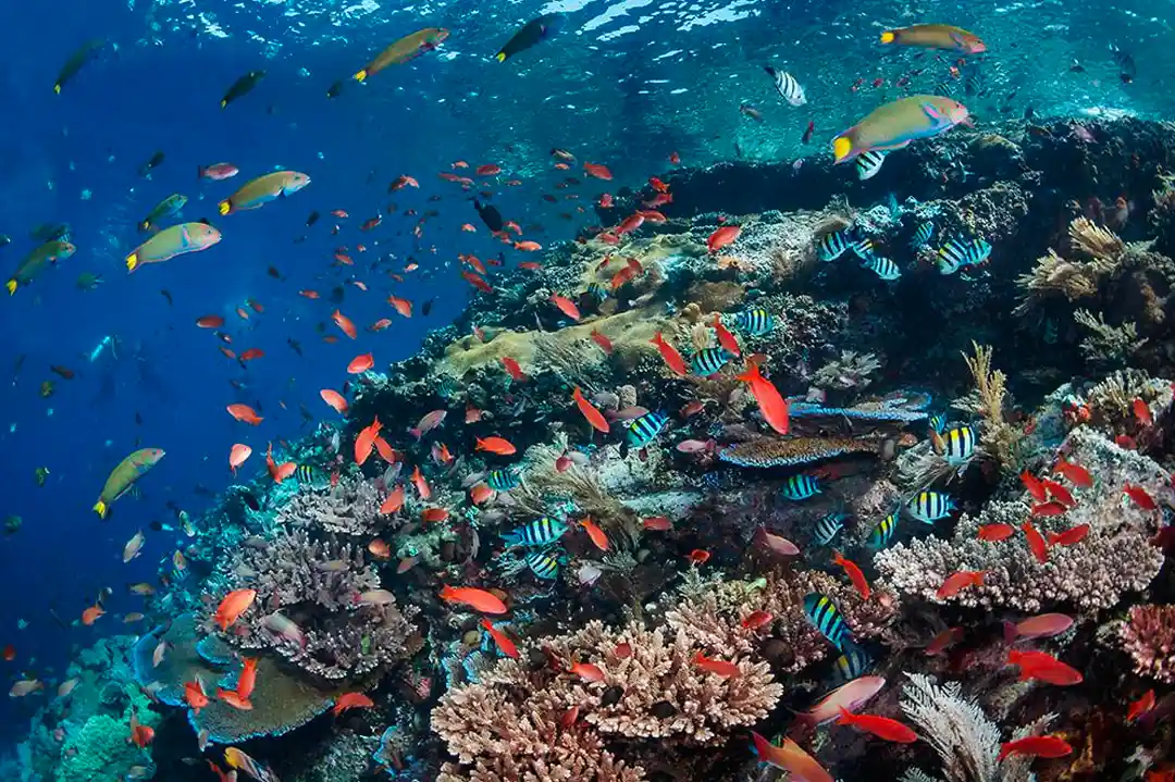 Batu Bolong on Komodo National Park | Komodo Island | Labuan Bajo | Komodo Luxury
