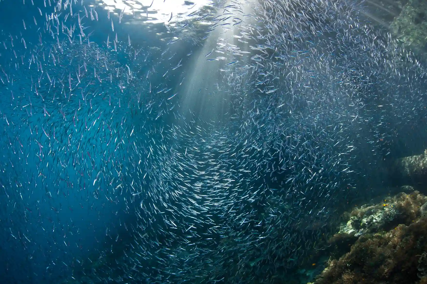 Batu Bolong on Komodo National Park | Komodo Island | Labuan Bajo | Komodo Luxury