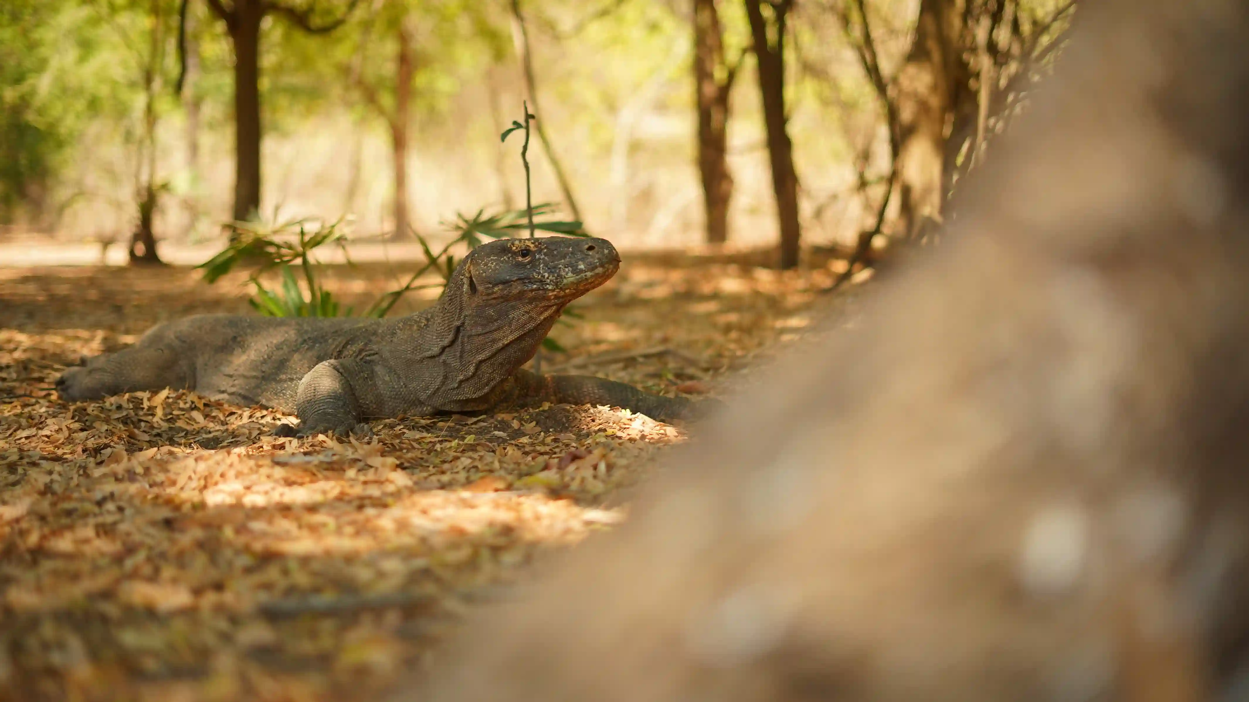 Padar Island on Komodo National Park | Komodo Island | Labuan Bajo | Komodo Luxury