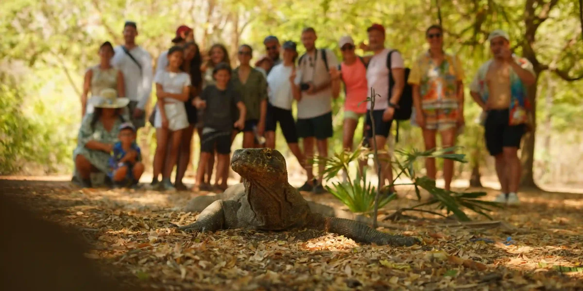 See Komodo Dragons on Komodo Island | Catnazse Cruise Liveaboard Phinisi | Komodo Luxury