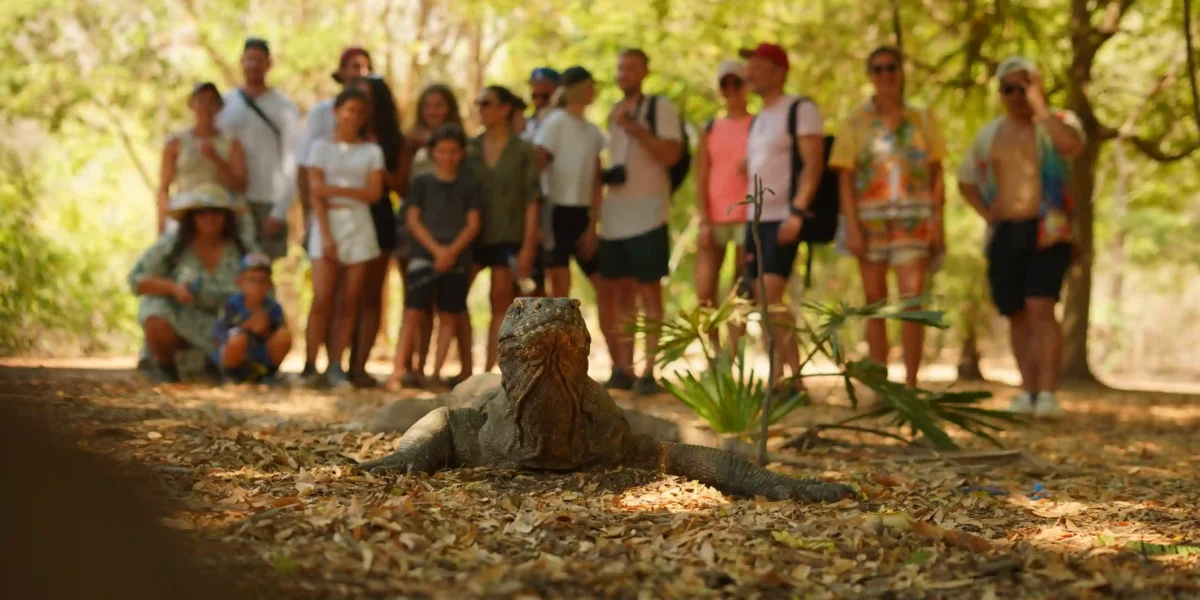 Komodo Dragon | Komodo Island Tour | Komodo Luxury