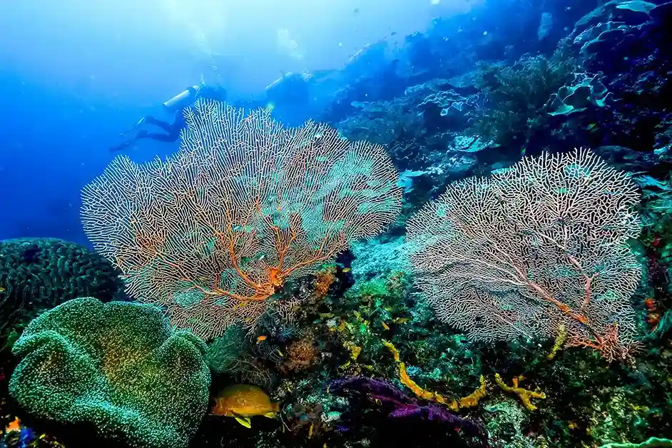 Diving in Raja Ampat with coral reef views | Triton Bay Tour Package | Komodo Luxury