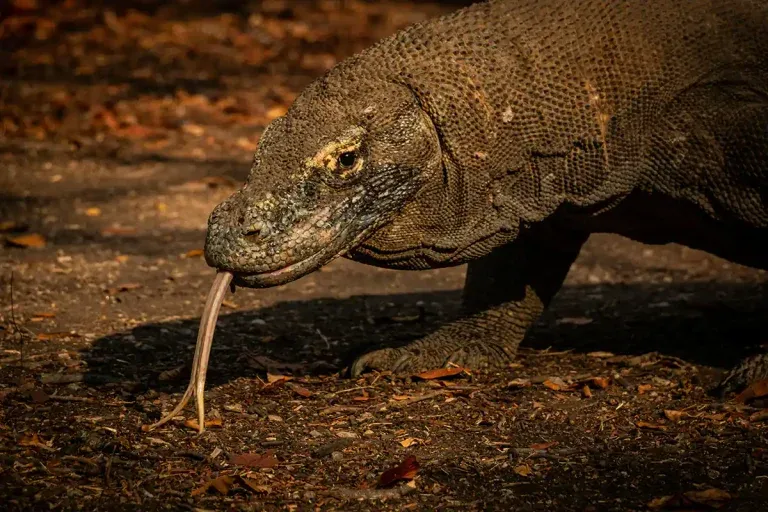 Featured image from Dubai to Komodo National Park - KomodoLuxury