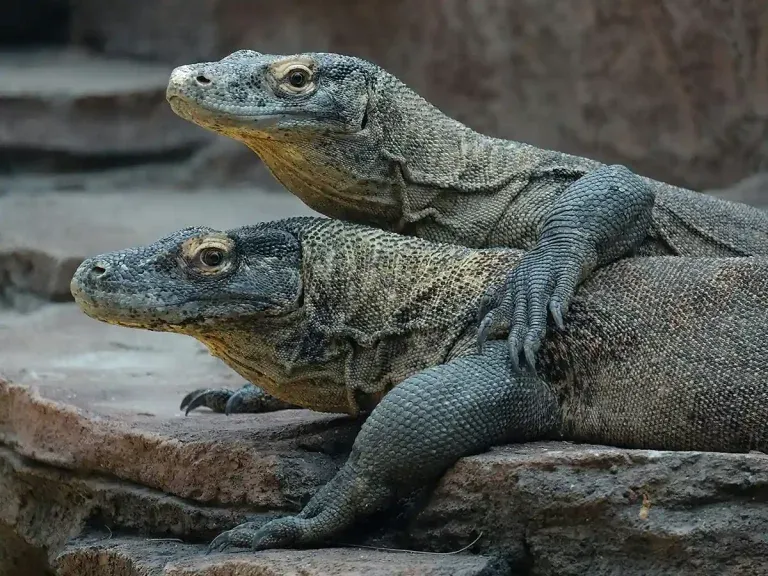Featured image from Vietnam to Komodo National Park | - KomodoLuxury