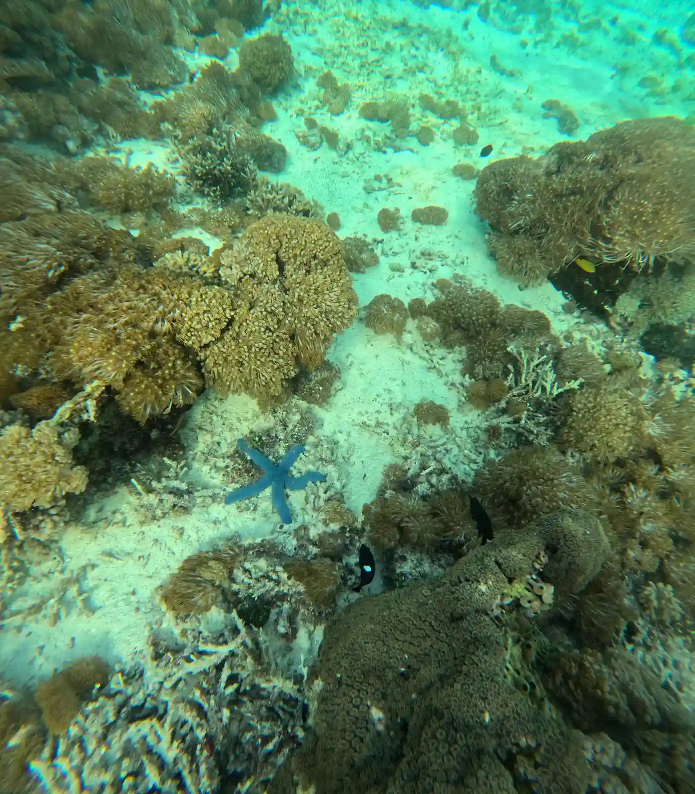 Batu Bolong on Komodo National Park | Komodo Island | Labuan Bajo | Komodo Luxury