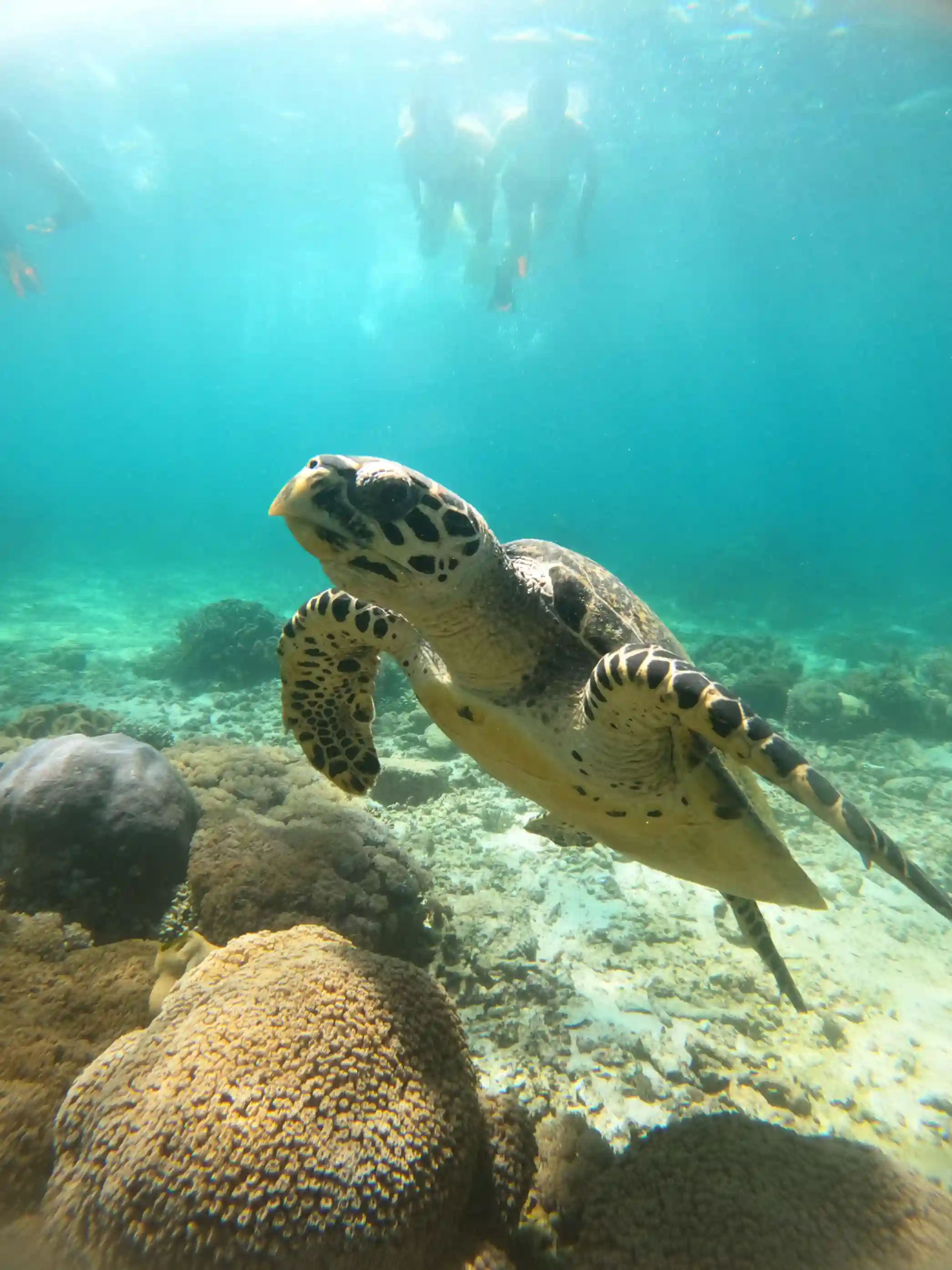 Hatta Island Snorkeling by Komodo Luxury