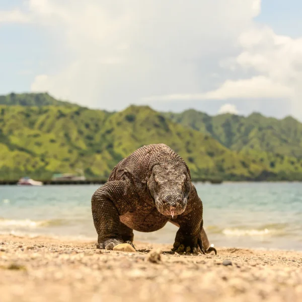 Komodo Island Tour | Komodo Luxury