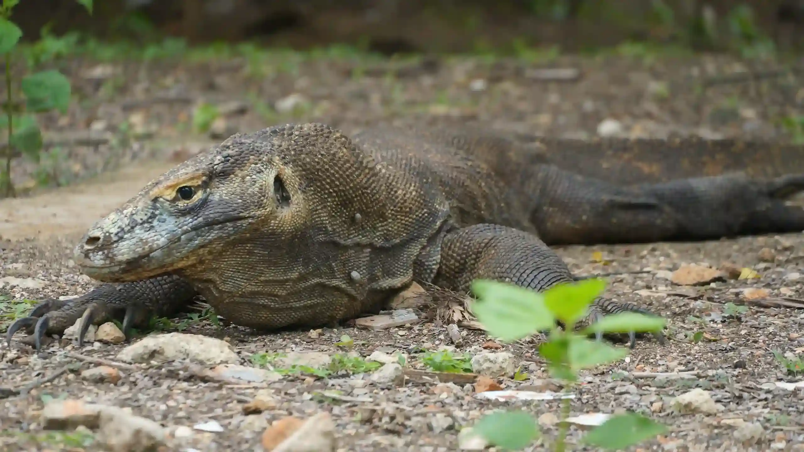 Padar Island on Komodo National Park | Komodo Island | Labuan Bajo | Komodo Luxury