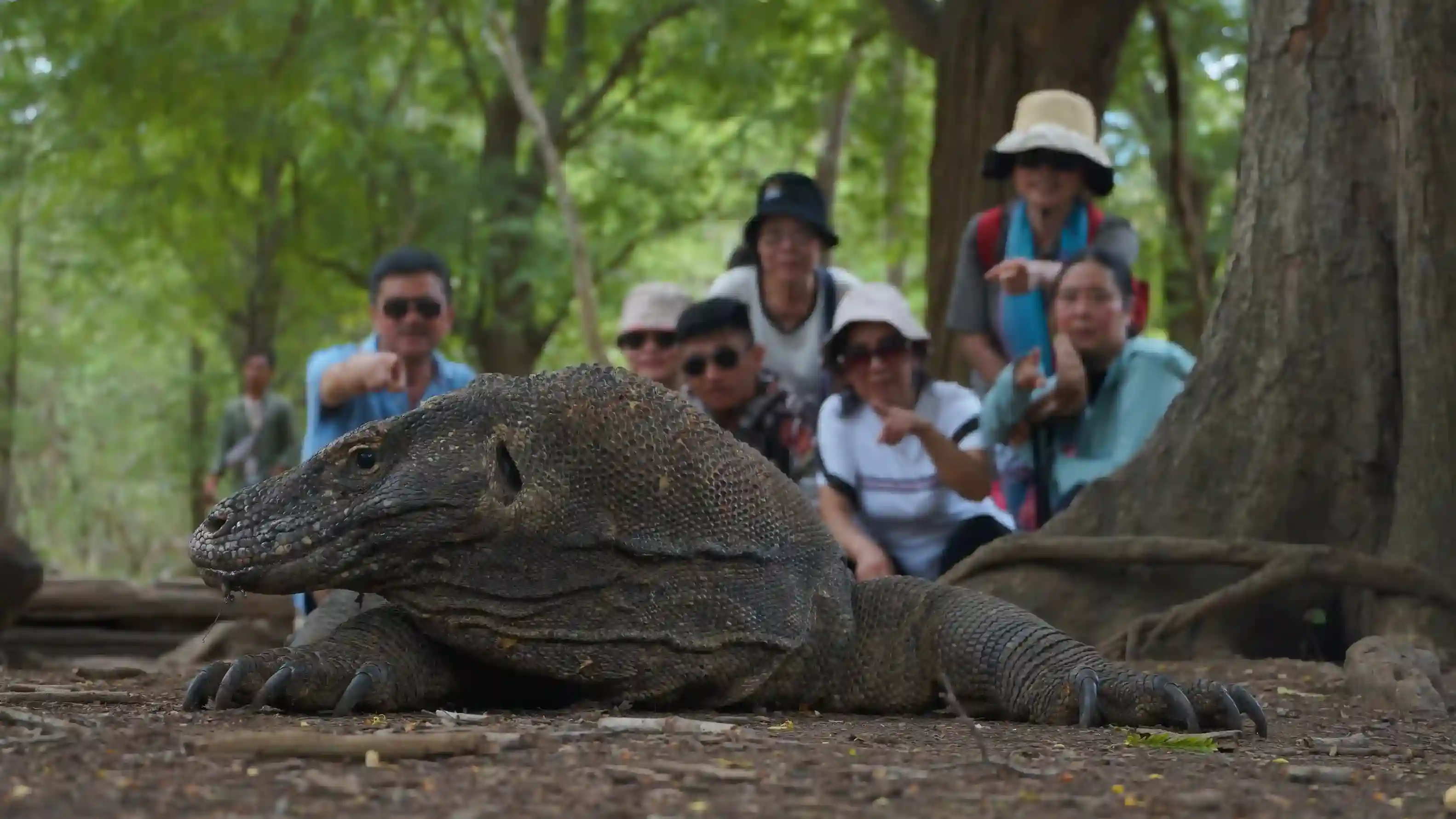 Komodo Island on Rinca Island | Komodo Tour | Komodo Luxury
