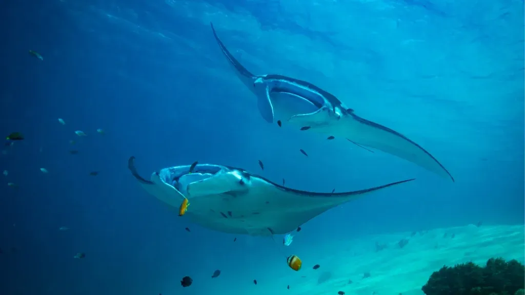 Manta Point on Komodo National Park | Komodo Island | Labuan Bajo | Komodo Luxury