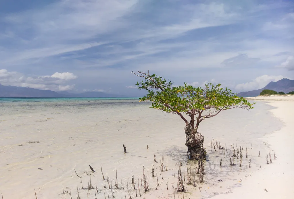 Pangabatang in Maumere | Alor - Maumere Tour Packages | Luxury Phinisi Tour | Komodo Luxury