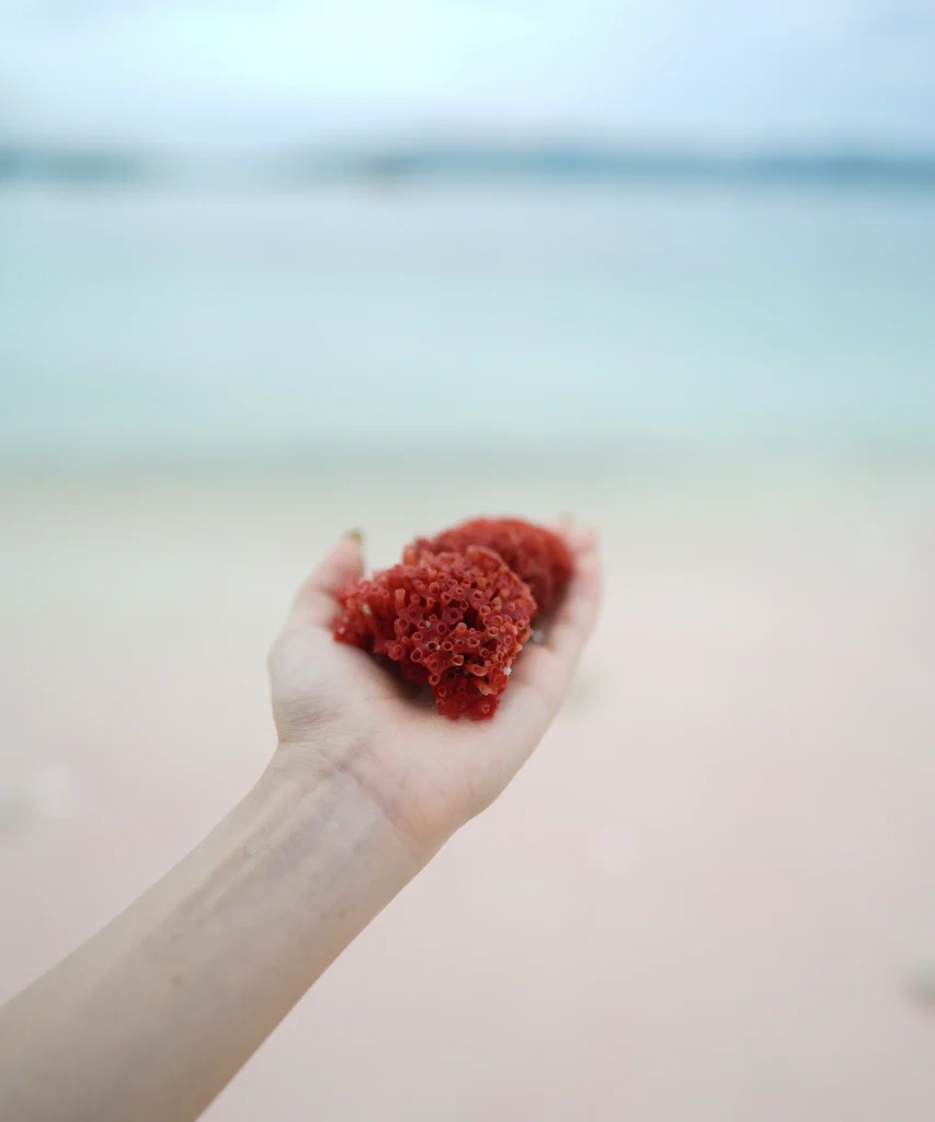 Foraminifera on Pink Beach