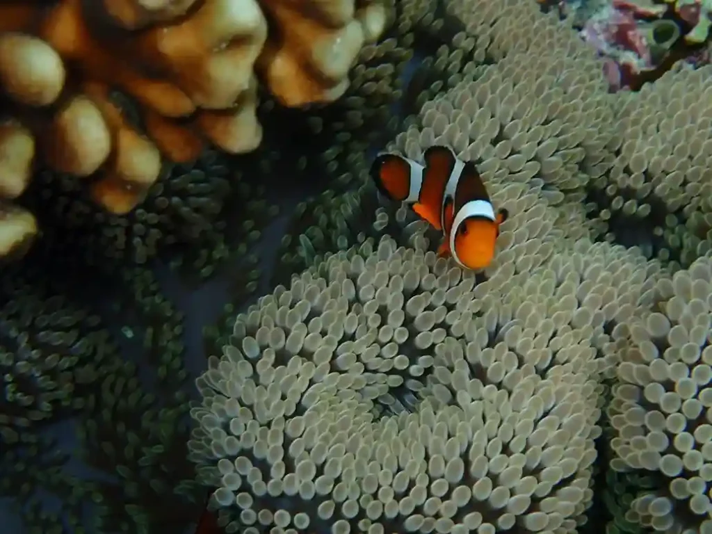 Sebayur Island Snorkeling 2 | Komodo Luxury.webp
