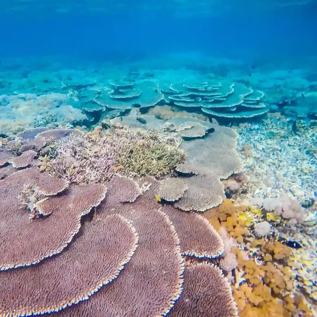 Sebayur Island Snorkeling 3 | Komodo Luxury.webp