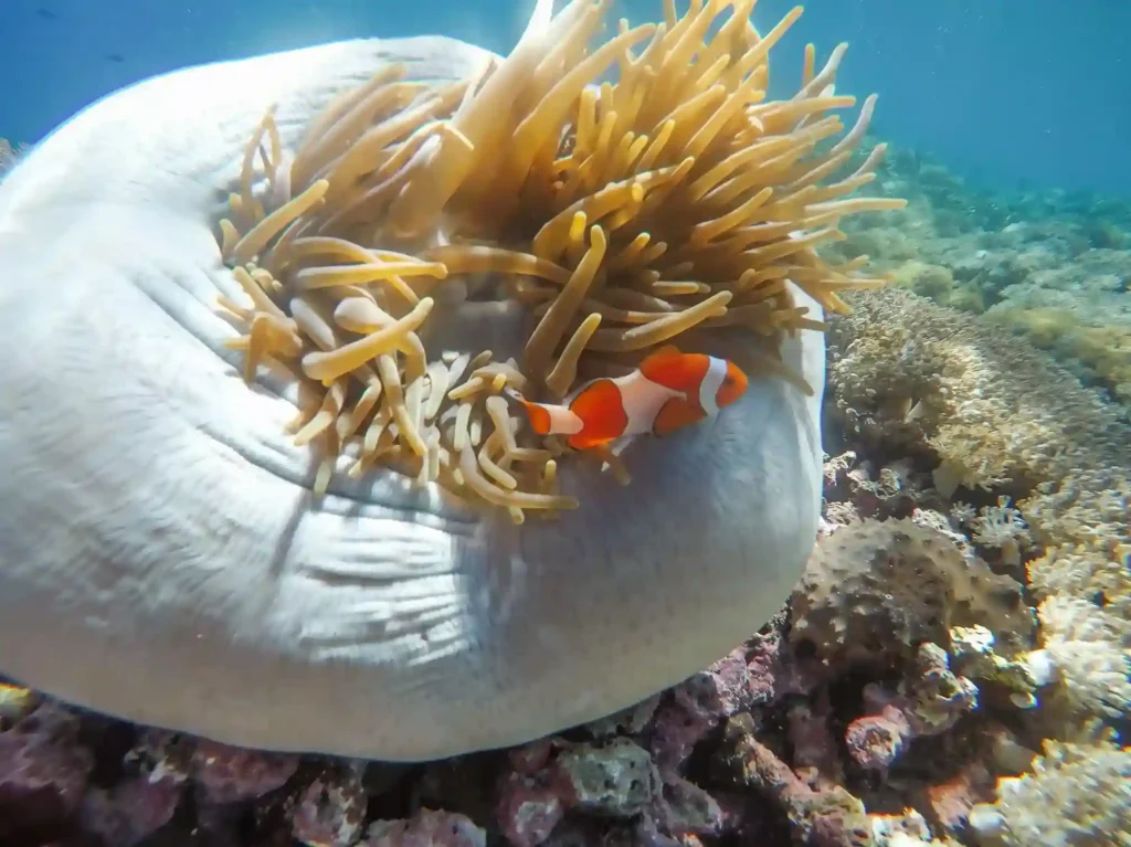Sebayur Island Snorkeling 4 | Komodo Luxury.webp