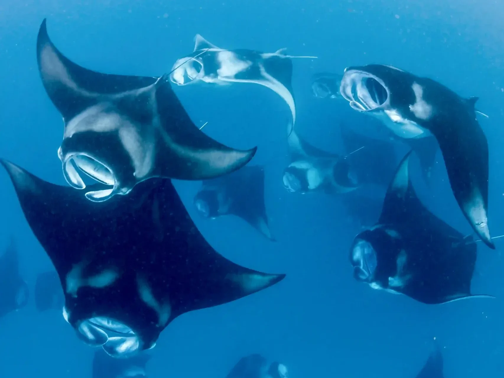 Manta Point on Komodo National Park | Komodo Island | Labuan Bajo | Komodo Luxury