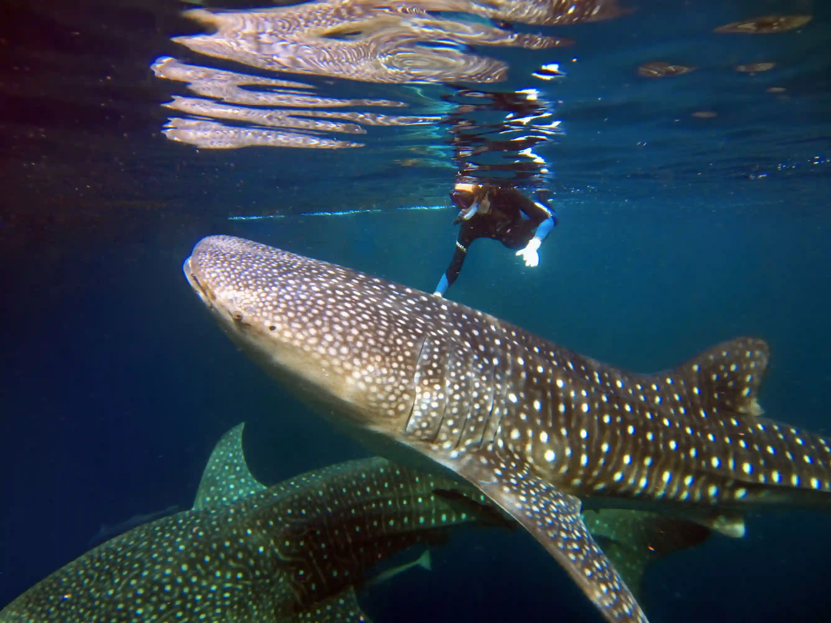 Whale Shark on Cendrawasih Bay | Cendrawasih Bay Tour Package | Komodo Luxury