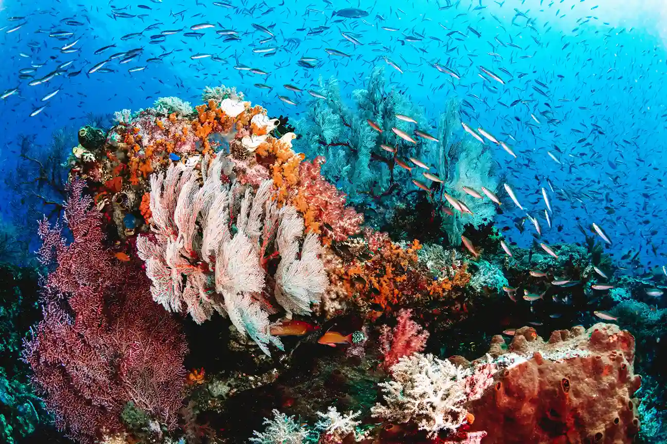 Snorkeling Raja Ampat | Komodo Luxury