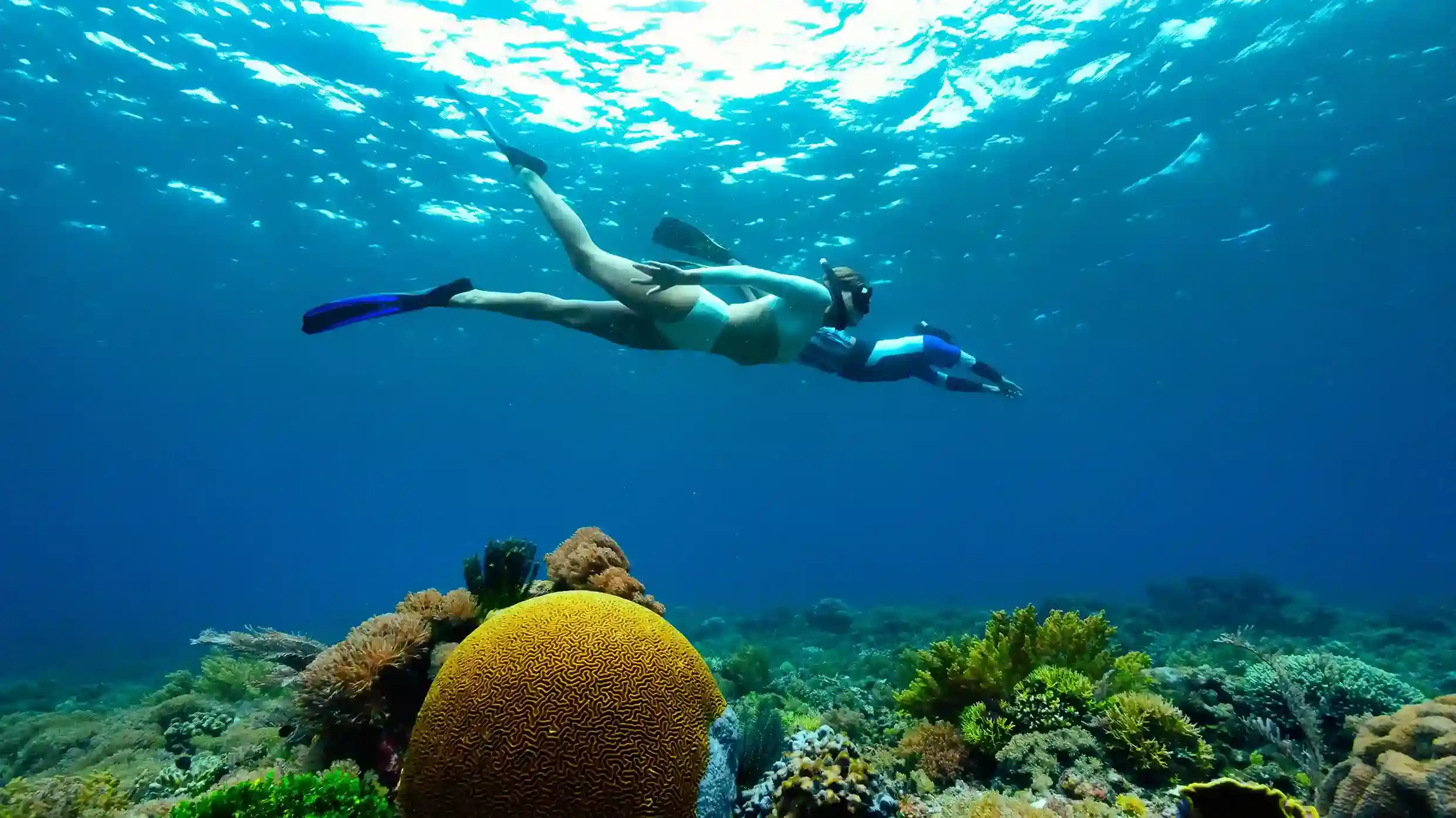 Snorkeling Activity | Raja Ampat Tour | Komodo Island Tour | Komodo Luxury