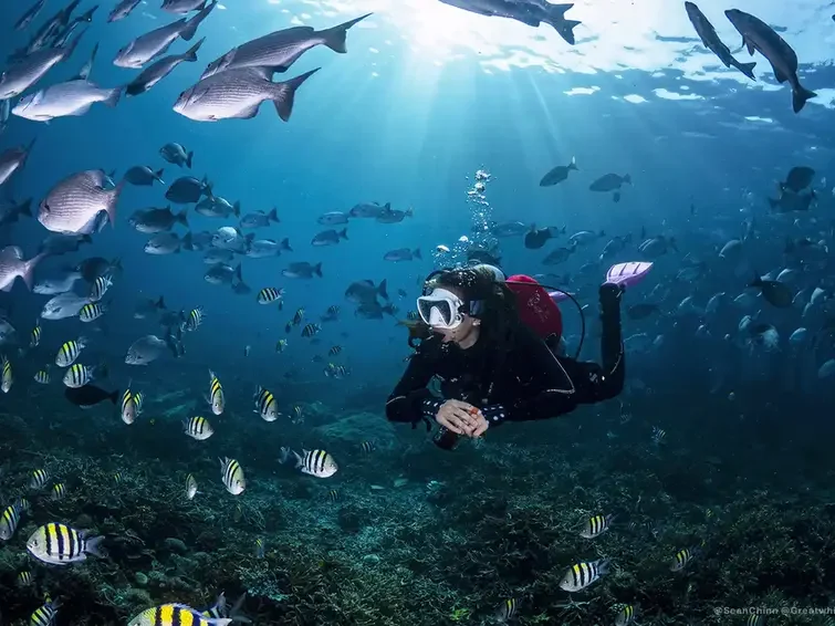 Diving Activity | Raja Ampat Tour | Komodo Island Tour | Komodo Luxury