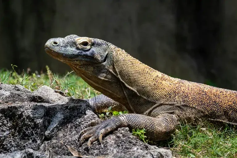 Thailand to Komodo National Park
